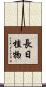 長日植物 Scroll