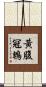 黃腹冠鵯 Scroll