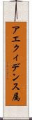 アエクィデンス属 Scroll