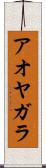 アオヤガラ Scroll