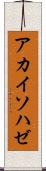 アカイソハゼ Scroll
