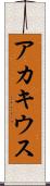 アカキウス Scroll