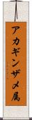 アカギンザメ属 Scroll