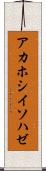 アカホシイソハゼ Scroll