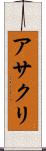 アサクリ Scroll