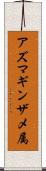 アズマギンザメ属 Scroll
