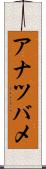アナツバメ Scroll