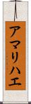 アマリハエ Scroll