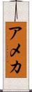 アメカ Scroll