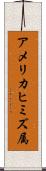 アメリカヒミズ属 Scroll