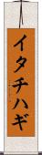 イタチハギ Scroll
