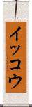 イッコウ Scroll