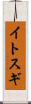 イトスギ Scroll
