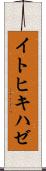 イトヒキハゼ Scroll
