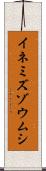 イネミズゾウムシ Scroll