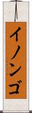 イノンゴ Scroll