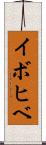 イボヒベ Scroll
