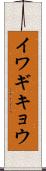イワギキョウ Scroll