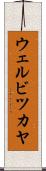 ウェルビツカヤ Scroll