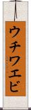 ウチワエビ Scroll