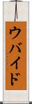 ウバイド Scroll