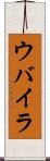 ウバイラ Scroll