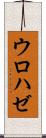 ウロハゼ Scroll