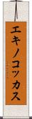 エキノコッカス Scroll