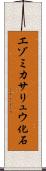 エゾミカサリュウ化石 Scroll