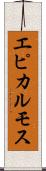 エピカルモス Scroll