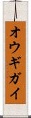オウギガイ Scroll