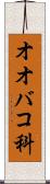 オオバコ科 Scroll