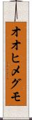 オオヒメグモ Scroll