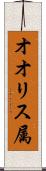 オオリス属 Scroll
