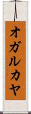 オガルカヤ Scroll