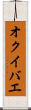 オクイバエ Scroll