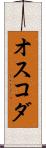 オスコダ Scroll