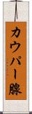 カウパー腺 Scroll