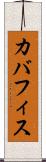 カバフィス Scroll