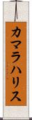カマラハリス Scroll