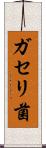 ガセリ菌 Scroll