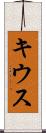 キウス Scroll