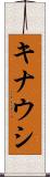 キナウシ Scroll
