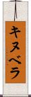 キヌベラ Scroll