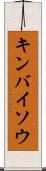 キンバイソウ Scroll