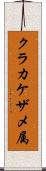 クラカケザメ属 Scroll