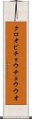 クロオビチョウチョウウオ Scroll
