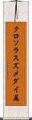クロソラスズメダイ属 Scroll
