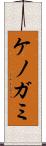 ケノガミ Scroll