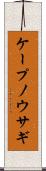 ケープノウサギ Scroll
